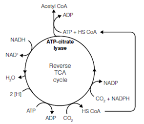 2421_Other light-independent mechanisms for fixing carbon dioxide 2.png